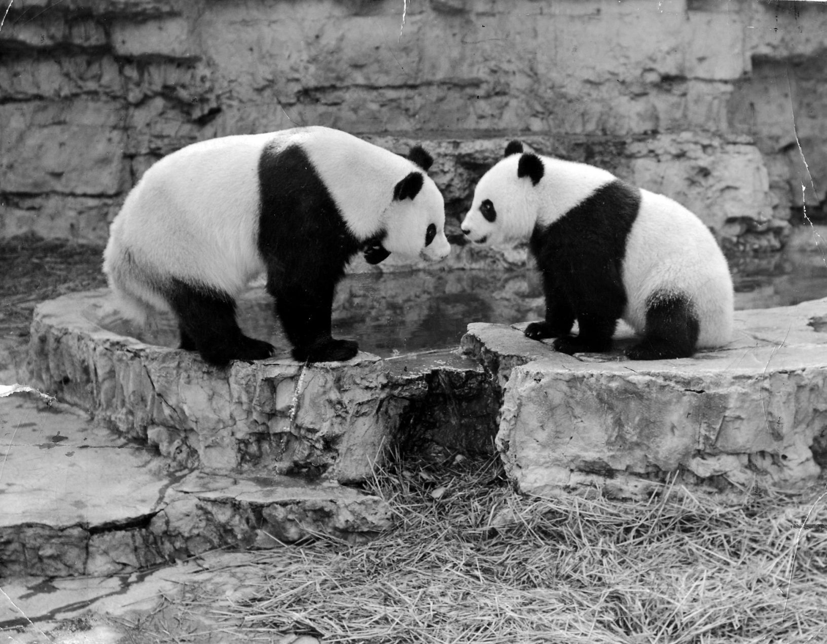 Pao Pei & Happy